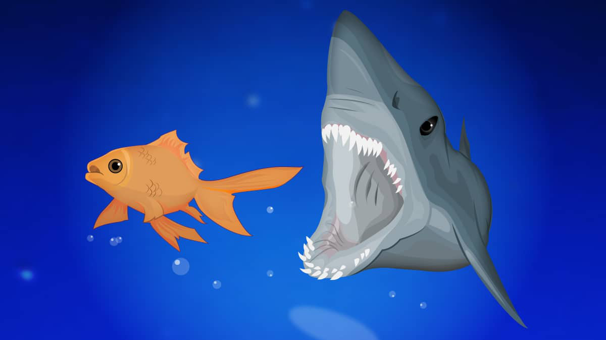 Cómo identificar a los tiburones del póker